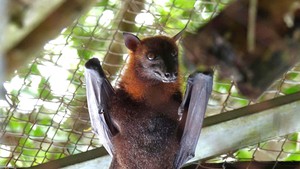 Ngắm loài dơi quý, mỗi con nặng cả ký ở Vườn quốc gia U Minh Thượng