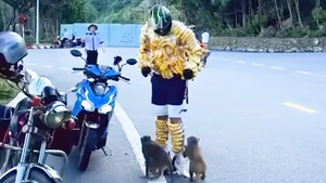 Tranh cãi clip ‘người chuối’ chọc ghẹo khỉ hoang dã trên bán đảo Sơn Trà
