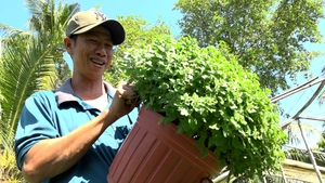 Cúc mâm xôi Hàn Quốc 'cháy hàng', nhà vườn phấn khởi đón Tết