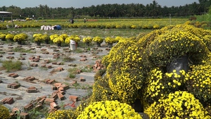 Cúc mâm xôi nở bung trước Tết, nhà vườn nhổ sớm để trồng cúc vạn thọ