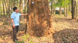 Cận cảnh vườn cao su 120 năm tuổi đang được bảo tồn ở Đồng Nai