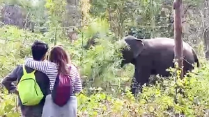 Ngắm rừng khộp lớn nhất Việt Nam vào mùa thay lá