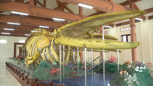 Cận cảnh 2 bộ xương cá ông lớn nhất Việt Nam sau thời gian phục dựng ở Lý Sơn