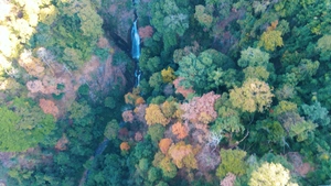 Ngắm rừng bằng lăng mùa thay lá ở đèo Măng Đen