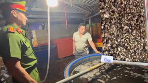 Phát hiện cơ sở dùng hóa chất công nghiệp ngâm hàng ngàn tấn thịt ốc bươu, bán khắp nơi