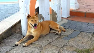 'Bạn chó Vàng’ dẫn đường ở Mũi Điện - Bãi Môn được du khách chấm 5 sao