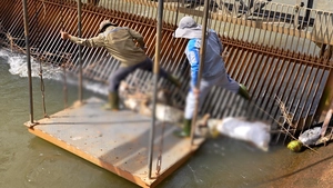 Nhiều xác heo trôi trên kênh dẫn nước hồ Dầu Tiếng, đơn vị quản lý nói gì?