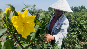 Làng mai vàng Bình Lợi vào vụ cao điểm, nhà vườn tất bật chuẩn bị Tết Bính Ngọ