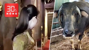 Bản tin 30s Nóng: Tạm đình chỉ nữ hướng dẫn viên nói ‘phản động Tây Sơn'; Độc lạ trâu sừng mọc ngược