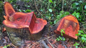 Chuyển hồ sơ sang công an điều tra vụ đốn 42 cây xà cừ ở Sóc Trăng