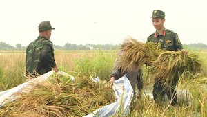 Bộ đội, dân quân Cà Mau giúp dân gặt lúa chạy ngập