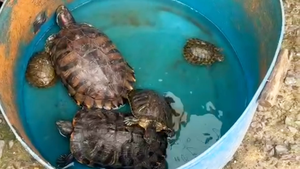 Kiểm tra điểm bán động vật phóng sinh ở Hóc Môn, phát hiện nhiều rùa tai đỏ