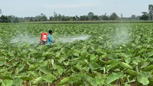 Nông dân vùng trồng rau màu mùa nước nổi bán được giá tăng 20%-30%