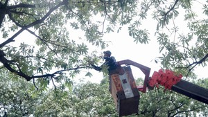 Công nhân cắt tỉa hoa sữa trên đường phố Hà Nội để giảm mùi hương 