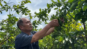 Bất ngờ hàng trăm tấn chanh không hạt của nông dân Đồng Tháp đi châu Âu mỗi năm