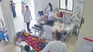 Bị đàn ong tấn công, người phụ nữ nhập viện với 49 con ong mắc trên đầu