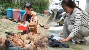 Tiếp sức đến trường: Không để ước mơ đại học của Nguyễn Thị Thúy Hương và Hà Thị Thu Hiền dang dở