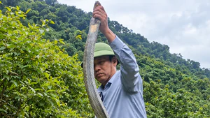 Rắn hổ mang chúa dài 2,5 mét bò lên giường nhà dân, kiểm lâm bắt thả về rừng