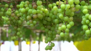 Cận cảnh 'nho kẹo Ninh Thuận' trĩu quả, trồng trong nhà lưới ở miền Tây