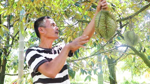 Người nông dân xây nhà tiền tỉ nhờ tiên phong trồng sầu riêng ở Đà Nẵng