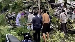 Cây phượng bật gốc đè chết người đàn ông đứng gần cổng bệnh viện ở TP.HCM 
