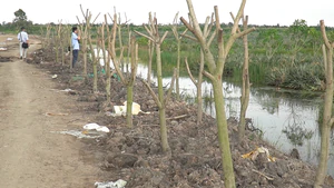 Ồ ạt trồng cây ăn trái đón đầu khu công nghiệp ở Đồng Tháp: Địa phương khuyến cáo gì?