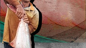 Cất vó bắt được cá khủng ở rừng U Minh Thượng