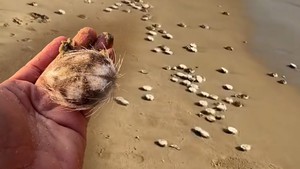 Video chuyên gia nói về hiện tượng hàng trăm con cầu gai cát dạt vào bờ biển Nha Trang