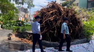 Cổ thụ trong sân nhà đổ chắn ngang đường Đinh Tiên Hoàng, trung tâm TP.HCM ùn ứ