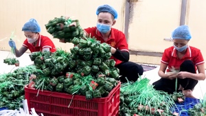 Làng nghề nem Lai Vung tất bật sản xuất phục vụ Tết Bình Ngọ