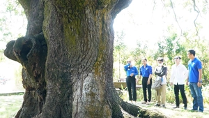 Cây xoài 5 người ôm mới xuể và cổ miếu gắn với truyền thuyết hổ 3 chân ở Cà Mau