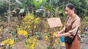 Giá mai vàng giảm mạnh vẫn vắng người mua, nông dân xã Bình Lợi thấp thỏm chờ khách