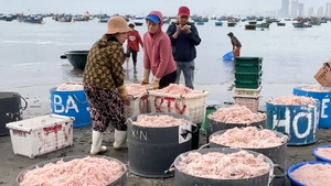 Ngư dân Đà Nẵng miệt mài ra khơi săn ruốc biển những ngày cận Tết