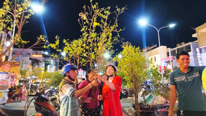 Mai nhánh ở Long Xuyên đắt khách, giá chỉ từ vài chục nghìn đồng