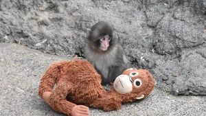 Cái ôm của khỉ mồ côi Punch khiến đười ươi nhồi bông 'cháy hàng', sốt giá