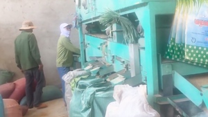 Khởi tố giám đốc công ty làm giả lúa giống ST24, ST25 bán hàng trăm tấn ra nhiều tỉnh thành