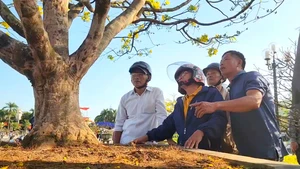 Cây mai vàng hơn 60 năm tuổi gây ‘sốt’ ở chợ hoa xuân Quảng Ngãi
