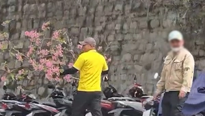 Người chặt cành mai anh đào tại nhà công vụ ở Đà Lạt nói gì khi công an mời làm việc?