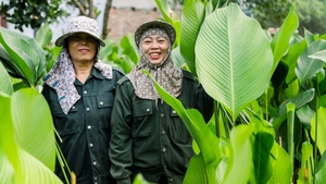 Thủ phủ lá dong Tràng Cát tất bật vào mùa thu hoạch Tết