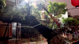 Cây lớn bật gốc sau tiếng nổ, tuyến đường trung tâm Đà Nẵng mất điện