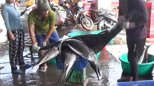 Trúng luồng cá cờ lớn, tàu cá của ngư dân Khánh Hòa nhộn nhịp cập cảng Hòn Rớ