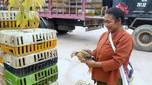 Trao tặng 7.500 con gà giống, hỗ trợ sinh kế cho người dân vùng lũ xã Mỹ Lý