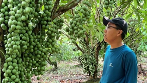 Ngắm vườn dâu da xanh ở Sa Đéc vào mùa trĩu quả