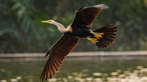 Chim cổ rắn xuất hiện nhiều hơn ở hồ Bán Nguyệt, Phú Mỹ Hưng