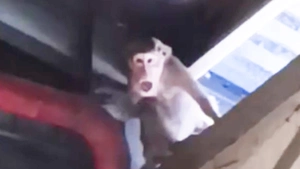 Kiểm lâm TP.HCM bắn gây mê, bắt 3 con khỉ đuôi dài chuyên quậy phá một công ty