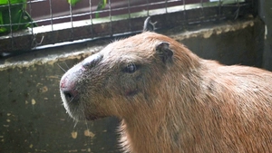 Cảnh sát trích xuất camera, bắt 8 người hành hạ con chuột lang nước ở Brazil