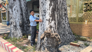 Hai cây dầu rái trăm tuổi ở Đông Thạnh được người dân gìn giữ