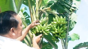 Cây chuối dẹp, trổ hai buồng cùng lúc ở Cà Mau