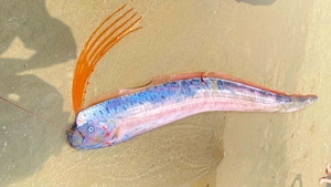 Xác cá hố rồng dài gần 2m dạt vào bờ biển Đà Nẵng