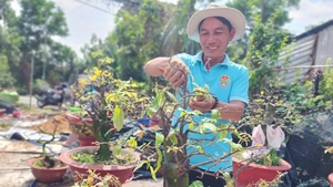 Nhà vườn ở Bình Lợi, Hóc Môn vào vụ 'hồi sức' mai vàng sau Tết